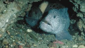 Anarrhichthys ocellatus žvejyba
