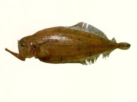 Kamoharaia megastoma žvejyba
