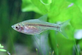 Amblypharyngodon chulabhornae žvejyba