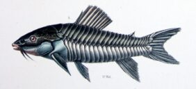 Hoplosternum littorale žvejyba