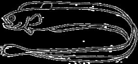Cepola macrophthalma žvejyba
