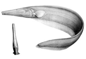 Orthosternarchus tamandua žvejyba