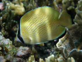 Chaetodon citrinellus žvejyba