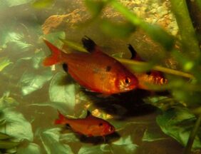 Hyphessobrycon minor žvejyba