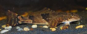 Cheimarrichthys fosteri žvejyba