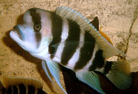 Cyphotilapia frontosa žvejyba