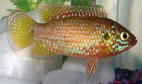 Hemichromis bimaculatus žvejyba