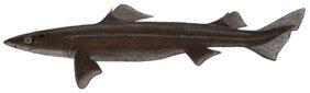 Centrophorus niaukang žvejyba