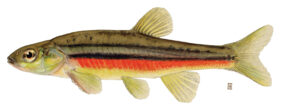 Chrosomus eos žvejyba