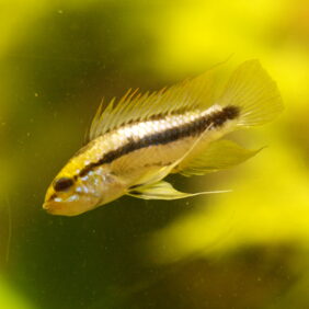 Apistogramma trifasciata žvejyba