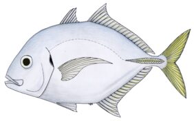 Carangoides talamparoides žvejyba