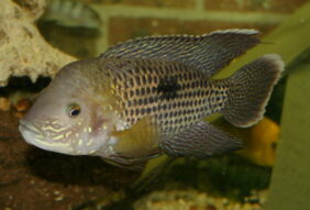 Andinoacara rivulatus žvejyba