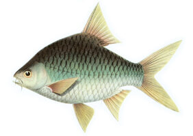 Barbodes platysoma žvejyba