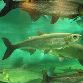 Chanodichthys erythropterus žvejyba