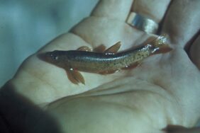 Rhinichthys cobitis žvejyba