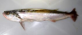 Rhaphiodon vulpinus žvejyba