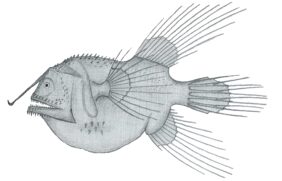 Caulophryne jordani žvejyba