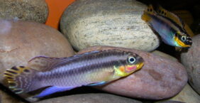 Pelvicachromis taeniatus žvejyba