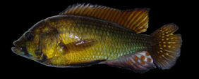 Astatoreochromis alluaudi žvejyba