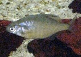 Acheilognathus longipinnis žvejyba