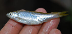 Rasbora argyrotaenia žvejyba
