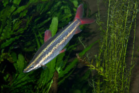 Anostomus anostomus žvejyba