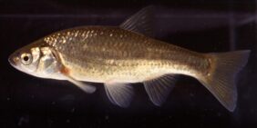Iberochondrostoma olisiponensis žvejyba