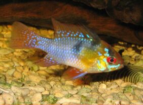 Mikrogeophagus ramirezi žvejyba