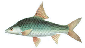 Cyclocheilichthys enoplos žvejyba