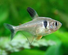 Hyphessobrycon megalopterus žvejyba
