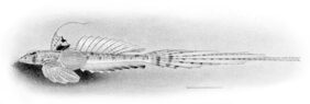 Callionymus decoratus žvejyba