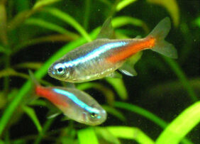 Neoninė tetra