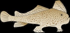 Brachionichthys hirsutus žvejyba
