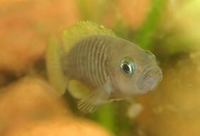 Neolamprologus multifasciatus žvejyba