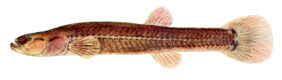 Forbesichthys agassizii žvejyba