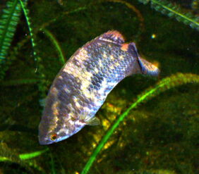 Ctenopoma acutirostre žvejyba