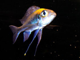 Cyathopharynx furcifer žvejyba