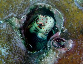 Blenniella periophthalmus žvejyba