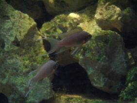 Neolamprologus pulcher žvejyba