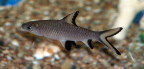 Balantiocheilos melanopterus žvejyba