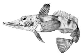 Chaenocephalus aceratus žvejyba