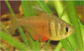 Hyphessobrycon flammeus žvejyba