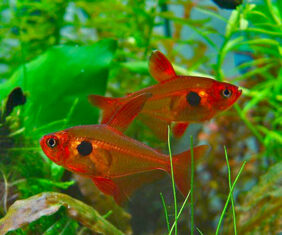 Hyphessobrycon sweglesi žvejyba