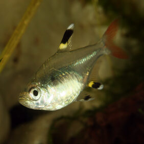 Pristella maxillaris žvejyba