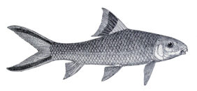 Barbichthys laevis žvejyba