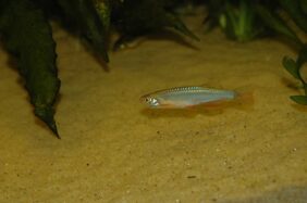 Danio albolineatus žvejyba