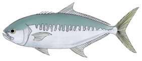 Campogramma glaycos žvejyba