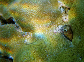 Blenniella gibbifrons žvejyba