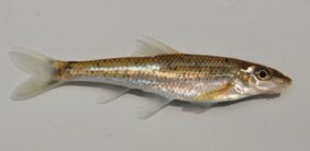 Erimystax x-punctatus žvejyba