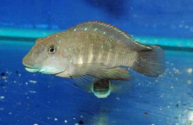 Eretmodus cyanostictus žvejyba
